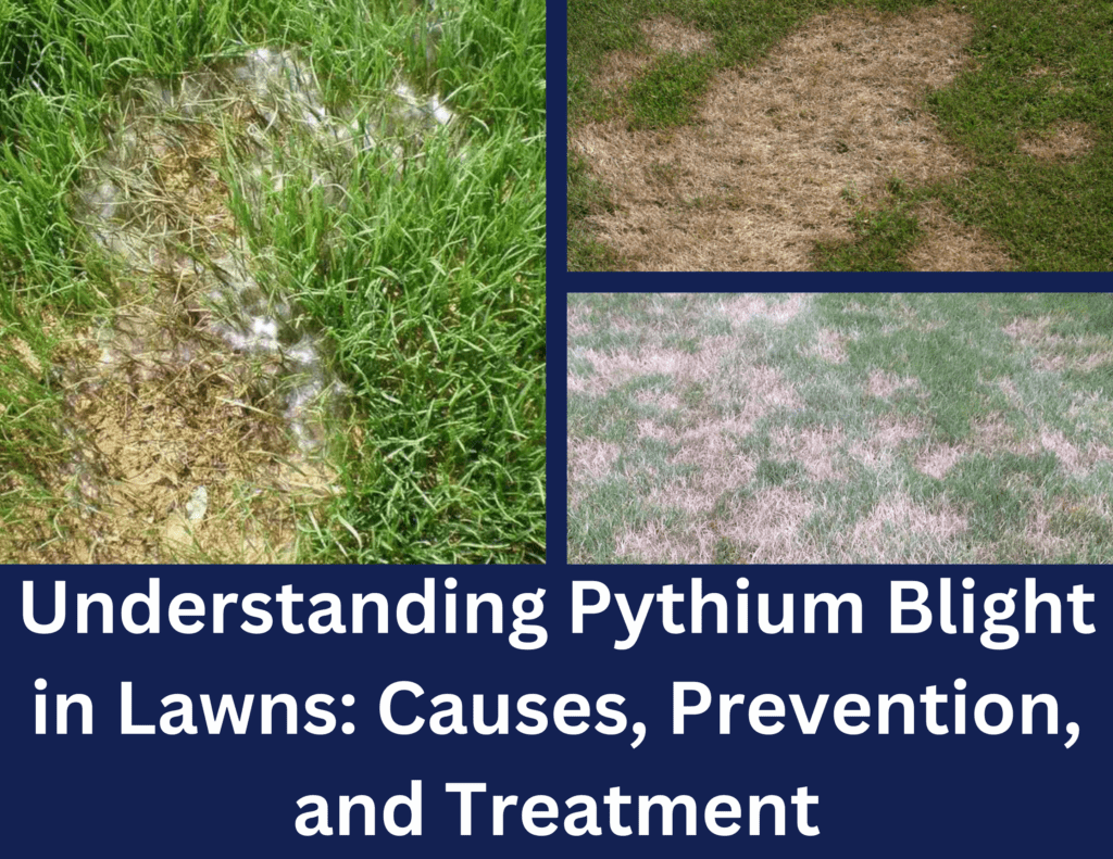 Understanding Pythium Blight in Lawns: Causes, Prevention, and Treatment